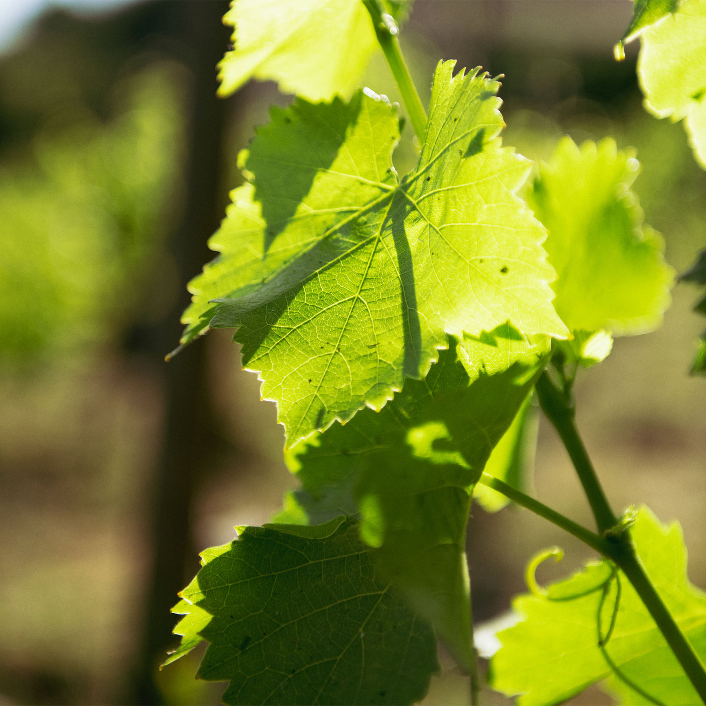 Beau Domaine by Brad Pitt & Famille Perrin